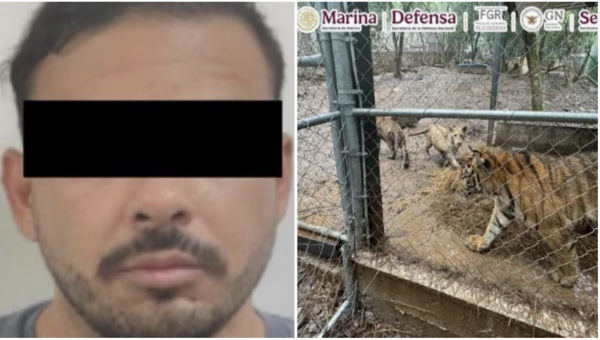 Detienen a José Antonio ‘N’, líder de célula del Cártel del Noroeste, por huachicol; le aseguran 7 tigres